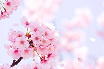 大阪で桜がやっと開花!!!